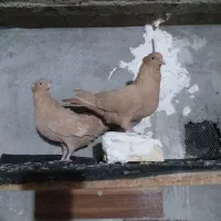 چندتا کبوتر|پرنده|مسجد سلیمان, |دیوار