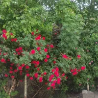 سگ پیدا کردم