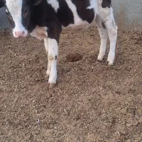 گوساله ماده و گوساله نر|حیوانات مزرعه|جعفرآباد, |دیوار