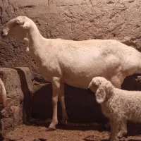 میش چینی|حیوانات مزرعه|زاهدان, |دیوار