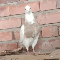 طوقی  نوچه معاوضه