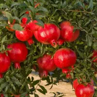 تولید تخصصی نهال انار خزر بردسکن شناسه دار