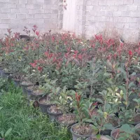 فروش فتونیا|خدمات باغبانی و درختکاری|خرمآباد (تنکابن), |دیوار