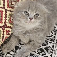 اسکاتیش دبل فولد ۲ماهه