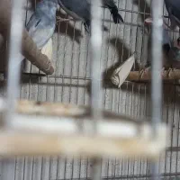 فنچ نرگسی مولد.