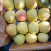 سیب سوپر سفید و قرمز سردخانه|خوردنی و آشامیدنی|زنجان, |دیوار