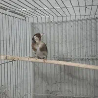 ماده سهره|پرنده|خمینی‌شهر, |دیوار