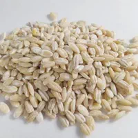 جو سالم / گندم مرغی ۵۹/۰۰۰ جو پرک / بلغور / حبوبات