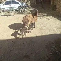 میش دوقلو|حیوانات مزرعه|داران, |دیوار