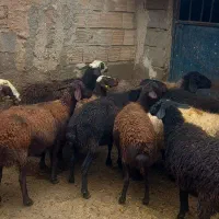 ۱۲ راس شیشک سه شیره قوچ خورده