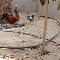 مرغ وخروس شهری ومهلی اصل|حیوانات مزرعه|قشم, |دیوار