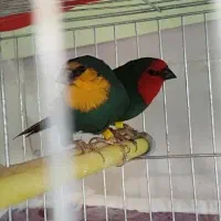 فنچ طوطیوار