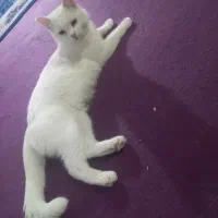 مهربون|گربه|مشهد, حضرت حجت|دیوار