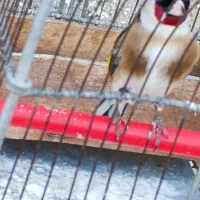 سهره نراشترینان|پرنده|بروجرد, |دیوار