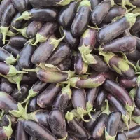 فروش بادمجان بومی