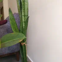 گل آپارتمانی