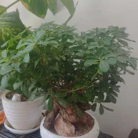 گل بنسای میخک
