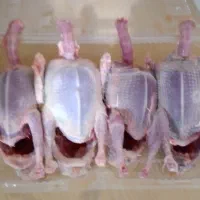 گوشت بلدرچین بومی، خروس.کبوتر چاهی