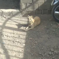 سگ پاکوتا|سگ|قائن, |دیوار