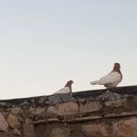 کفتر کله جفت آنتیک
