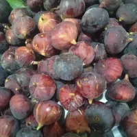 انجیر تازه تقاب