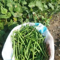 لوبیا معروف به شادی تازه کهنوج