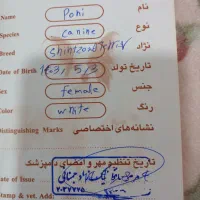 سگ (پت) نر و ماده شیتزو تریرفروش هم تکی هم باهم|سگ|آمل, |دیوار