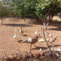فروش5عدد غاز|حیوانات مزرعه|روانسر, |دیوار