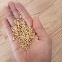 تخم جو هاشمی درجه یک