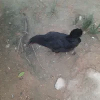 سلام تعداد ۶عددمرغ و۳عدد خردس