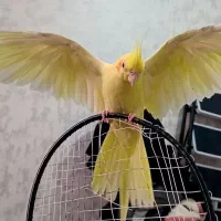 عروس هلندی ماده لوتینو زعفرانی