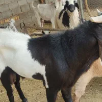 چپش عالی یک ساله قد بلند