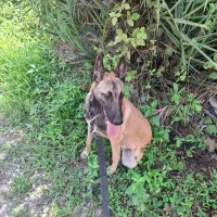 مالینویز اصیل7ماهه|سگ|رودسر, |دیوار