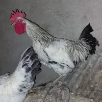 خروس محلی|حیوانات مزرعه|طبقده, |دیوار