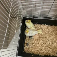 جوجه عروس هلندی