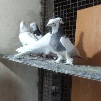 قفس و کفتر جفتی|پرنده|صدرا-فارس, فاز ۱|دیوار