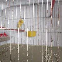 قناری طلایی جیبر|پرنده|شیراز, شاهچراغ|دیوار