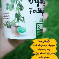 قرص‌کود|گل و گیاه طبیعی|دزفول, |دیوار