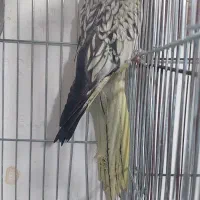 عروس ماده نیمه اهلی قیمت توافقی