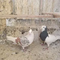 نر پشت هفت رنگ وطوقی سرور فروشی