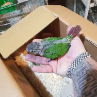 طوطی های سرلاکی و بالغ