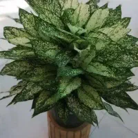 تور یکروزه)قلات