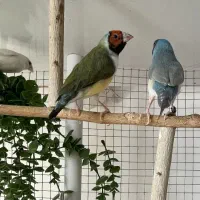 فنچ گلدین|پرنده|سیرجان, |دیوار