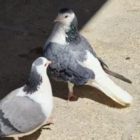 جفت دمگیر دستگردی