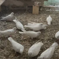 کبوتر پتی والا