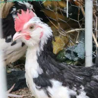 خروس گلین سه ماهه