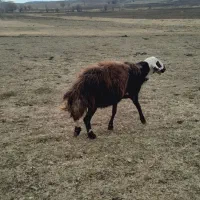 قوچ قزل افشار کله سفید منگوله دار|حیوانات مزرعه|سارال, |دیوار