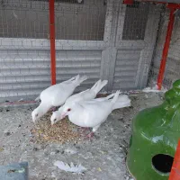 جفت سفیدکلاهی