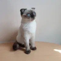 گربه هیمالین