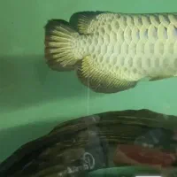 اروانا ۲۴k مانستر خاص کمیاب ماهی کلکسیونی